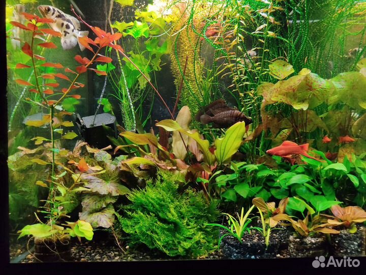 Кринум курчавый и другие растения