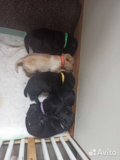 Щенки лабрадора