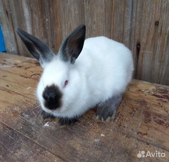 Кролики порода Калифорнийская