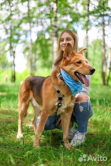 Домашний пёс оказался в приюте