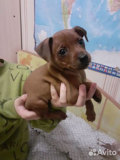 Цвергпинчер