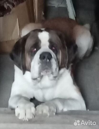 Вязка сенбернар