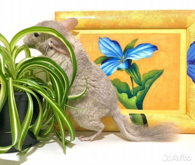 Шиншилла девочка