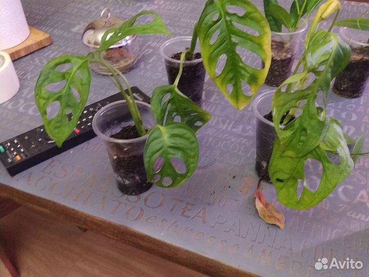 Монстера манки