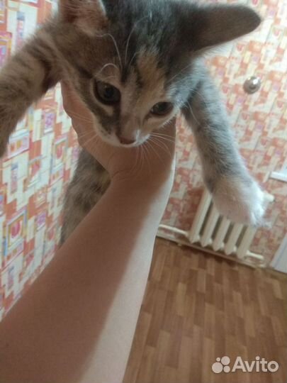 Кошка