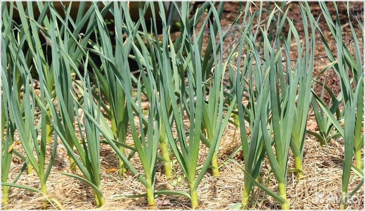 Поиск инвестора пассивный доход