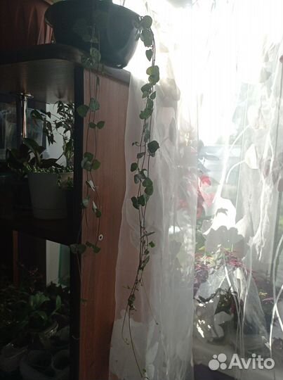 Церопегия,пеперомии, пелея,хлорофитум оранж