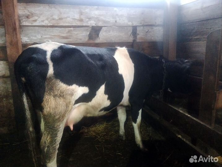 Корова дойная