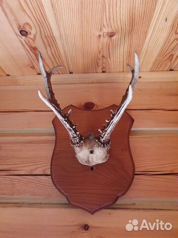 Рога косули на стену. На медальоне