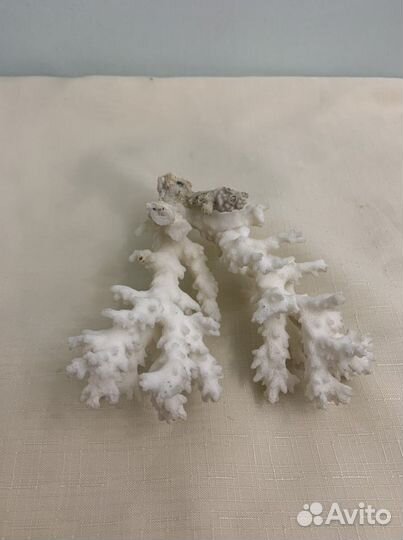 Натуральный коралл морские ракушки
