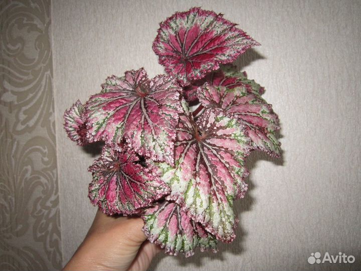 Бегония разных видов