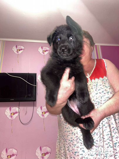 Немецкая овчарка