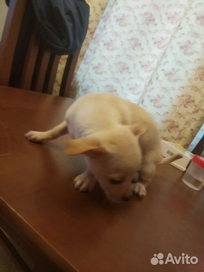 Щенки той терьера