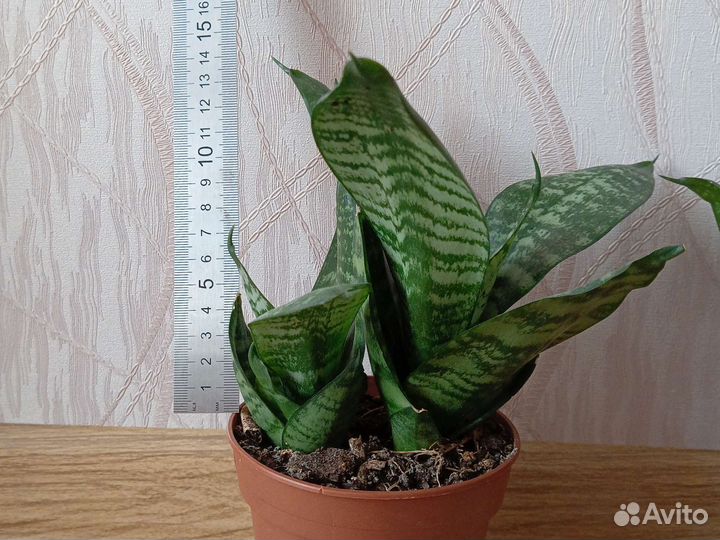 Сансевиерия Ханни