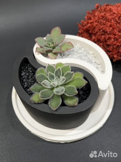 Флорариум суккуленты