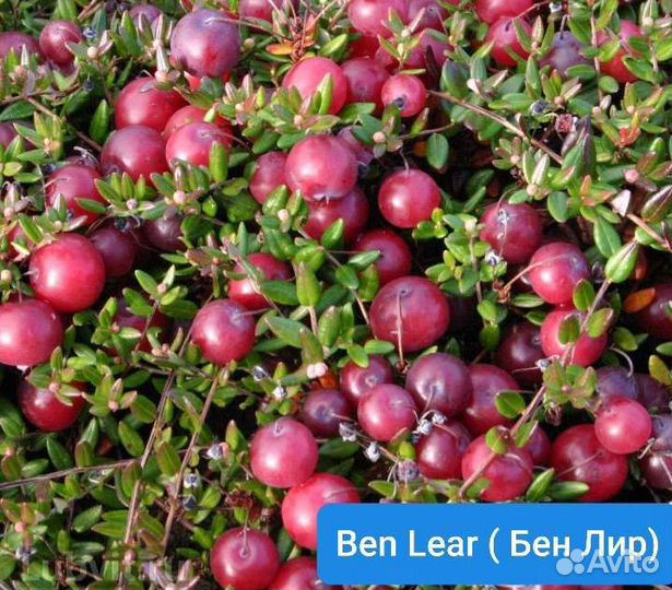 Клюква крупноплодная 5сортов, брусника Коралл