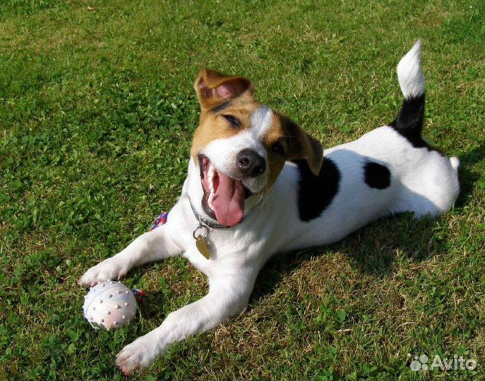 Домашняя передержка животных