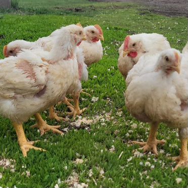 Бройлер "Росс-308"