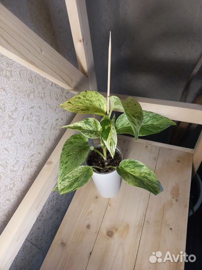 Эпипремнум марбл квин