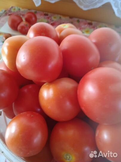Помидоры