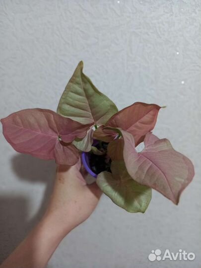 Сингониум,строманта,фиалка