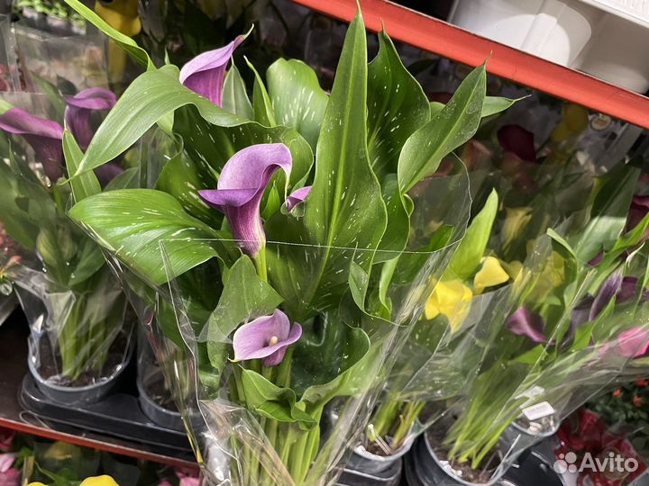 Каллы комнатные 14d