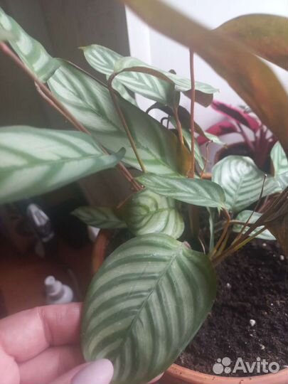 Домашние декоративнолистные растения