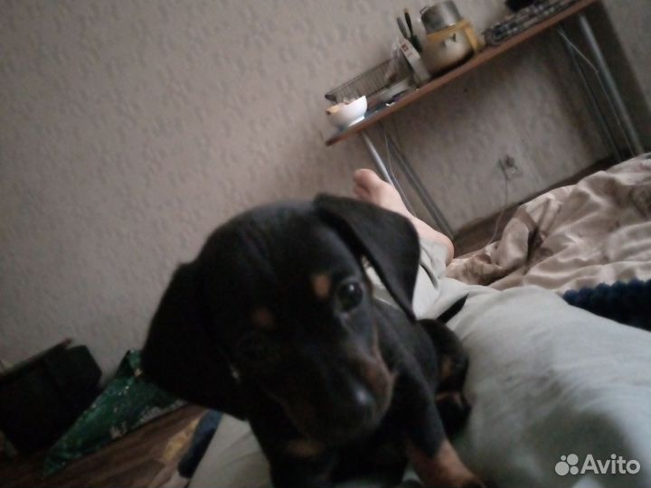 Щенки таксы