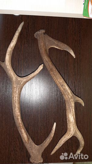 Рога оленя