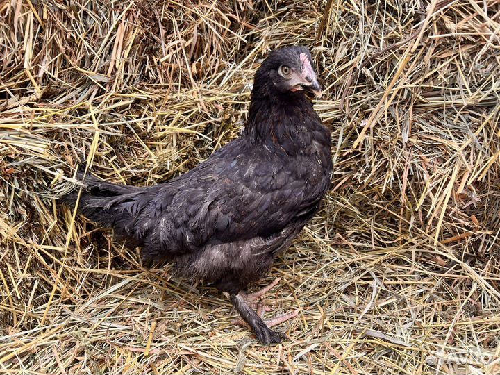 Kуpы нeсушки