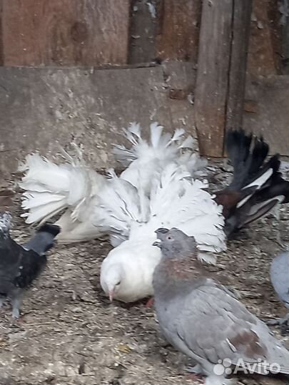 Голуби павлины