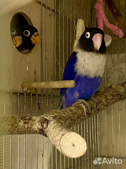 Попугай масковый неразлучник редкого цвета