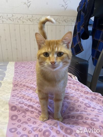 Кот рыжий