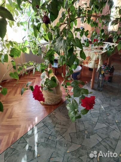 Гибискус китайская роза