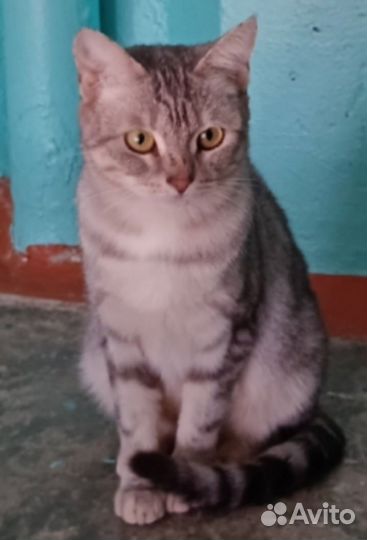 Молодая кошечка