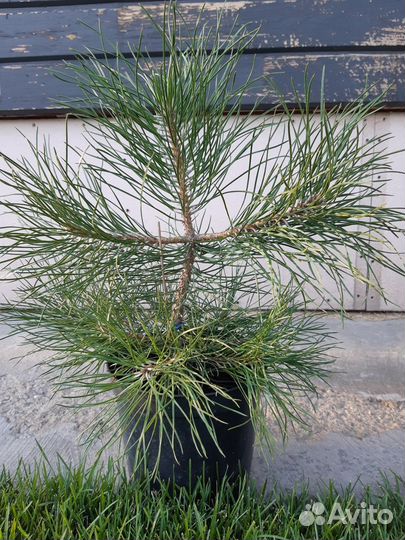 Саженцы сосны чёрной