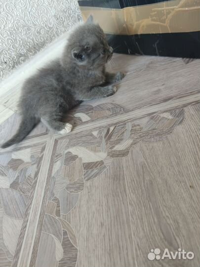 Кошки в добрые руки бесплатно