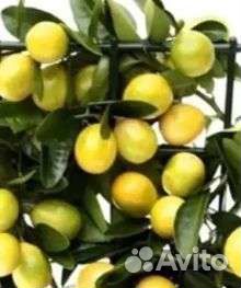 Чудо деревце цитрофартунелла Флоридана Лайм Лимон