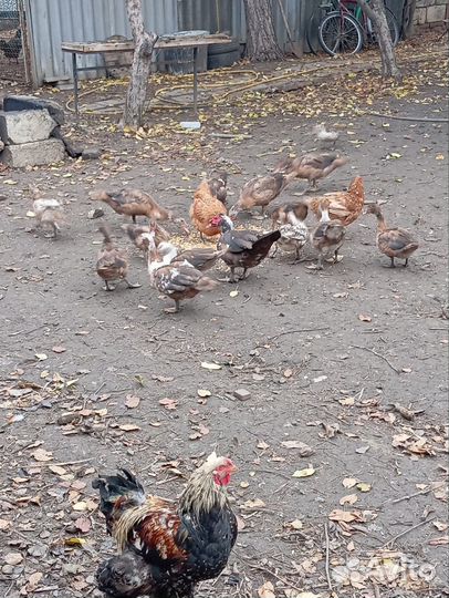 Куры и петухи