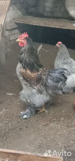 Петухи Кохинхин