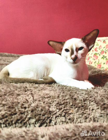 Ориентальная девочка