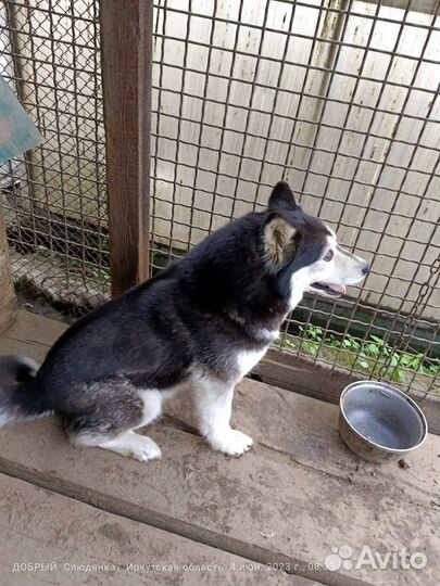 Сибирский хаски