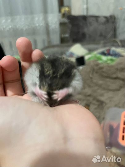 Джунгарский хомяк с клеткой