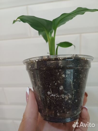 Спатифиллум Блэк бьюти вариегатный