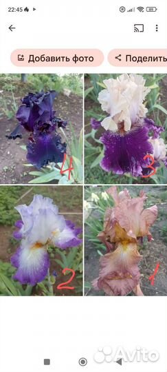 Ирисы бородатые