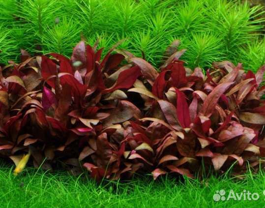 Аквариумные растения