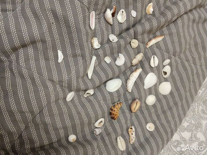 Продаю ракушки и кораллы