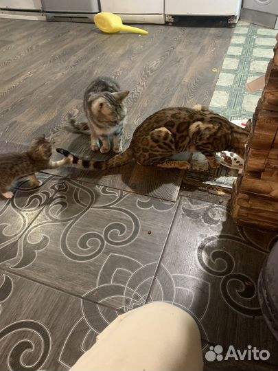 Бенгальская