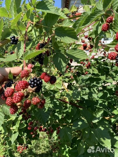 Продам саженцы ежемалины колерованной