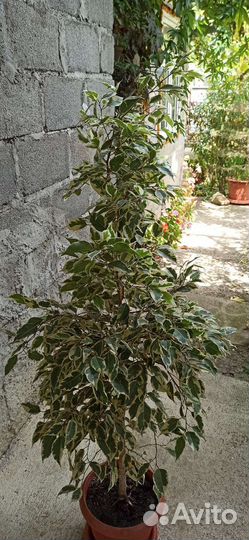 Фикус бенджамина